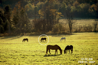 Amateur video captures a brown horse, which some say resembles Barbaro, grazing in a field outside Missoula, MT.